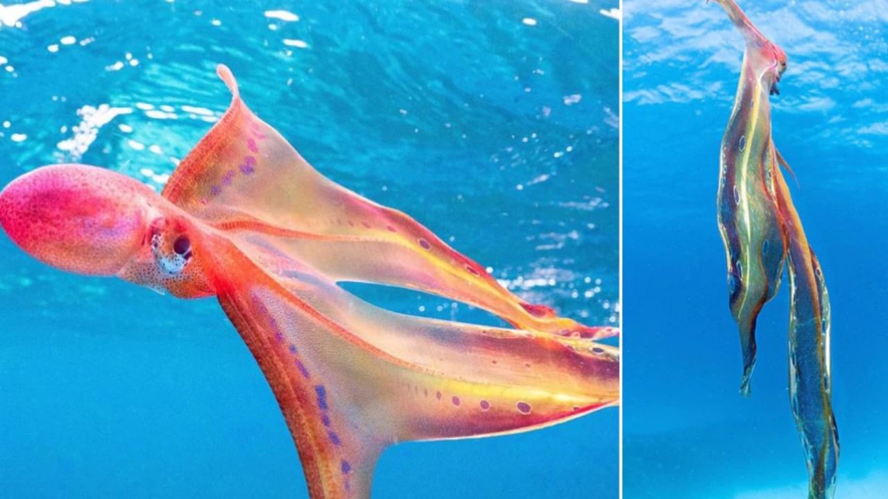 तब्बल 20 वर्षांनंतर समुद्रात दिसला अनोखा प्राणी; Video पाहून तुम्ही म्हणाल, Just mind blowing!