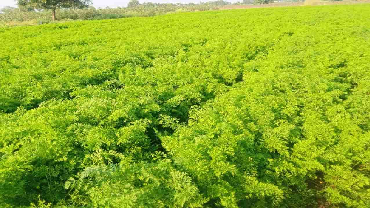 केजच्या शेतकऱ्याने करुन दाखवले तुम्हीही करा 'गाजरा'ची शेती, 3 महिन्याचे पीक अन् लाखोंची कमाई