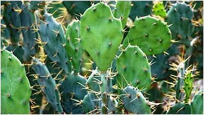 Vastu Tips : या गोष्टी घरात ठेवल्याने येते नकारात्मकता, या वस्तू काढा घराबाहेर