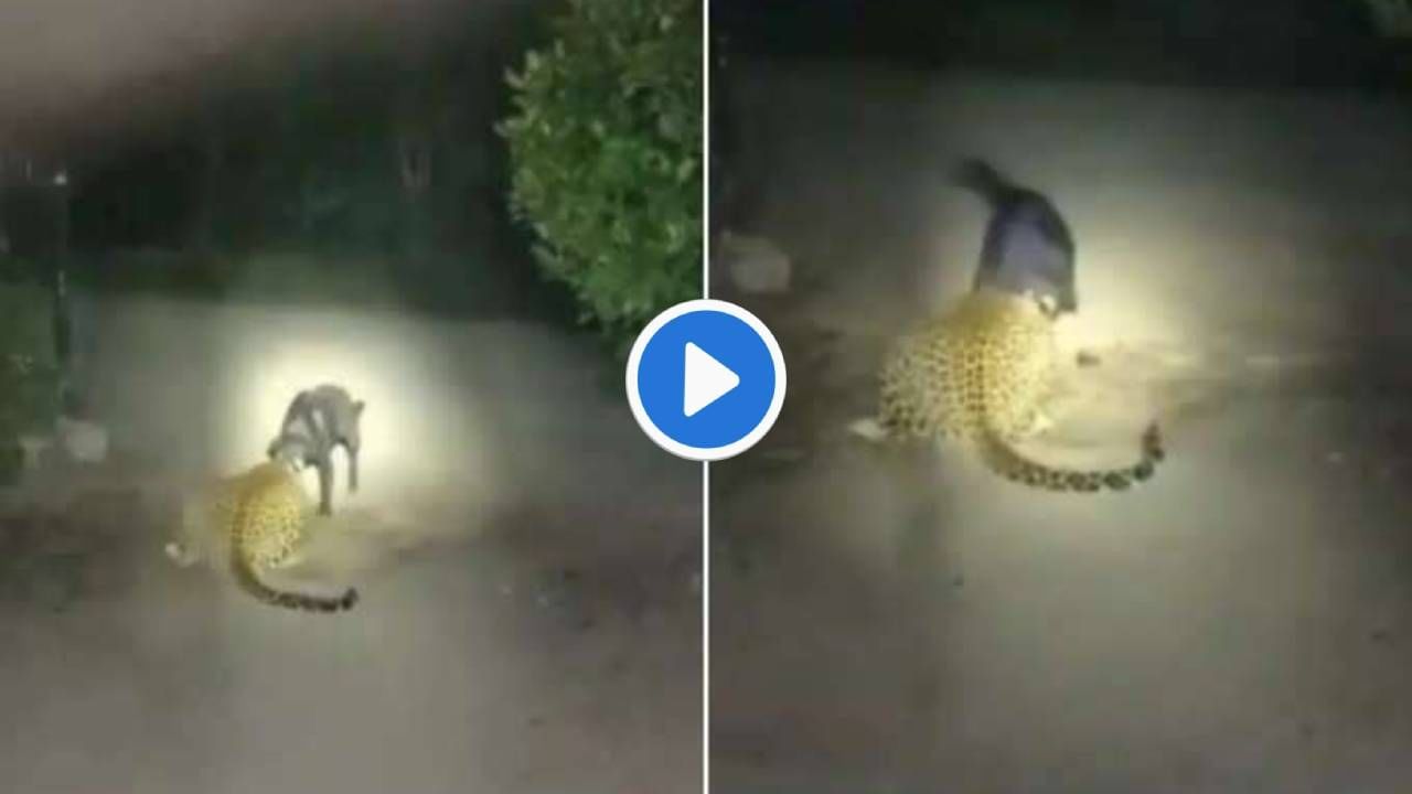 Leopard and Dog Fight