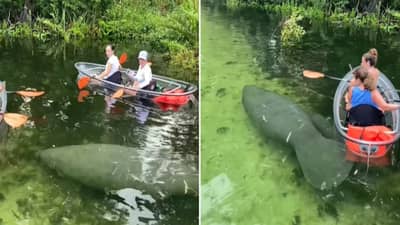 Video : स्वच्छ पाण्यात एवढे मोठे मासे पाहिलेत? पर्यटकांनी माशांसोबत केलं कयाकिंग