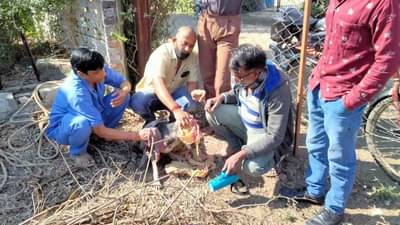 असेही पशुप्रेम! कुत्रीसह दोन पिल्ले मध्यरात्री पडली विहिरीत; मलकापुरातील पशुप्रेमींनी रातोरात कसे काढले बाहेर?