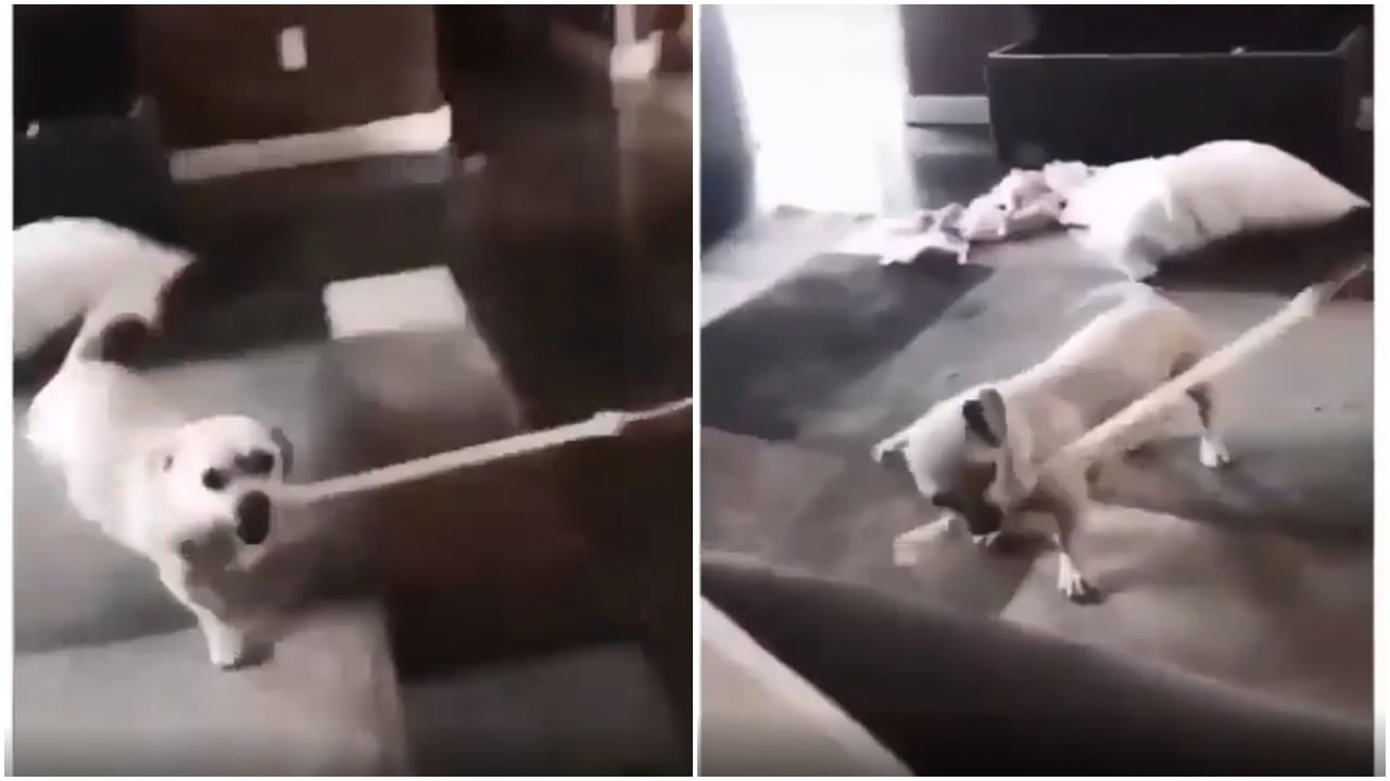 Viral Video : आईनं नाही, तर कुत्र्यानं काठीनं मुलीला बदडलं; नेमकं झालं तरी काय?