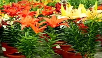 फुल शेतीतून शेतकऱ्याच्या जीवनात दरवळेल उत्पन्नाचा सुगंध, जाणून घ्या लागवडीची योग्य पध्दत..!