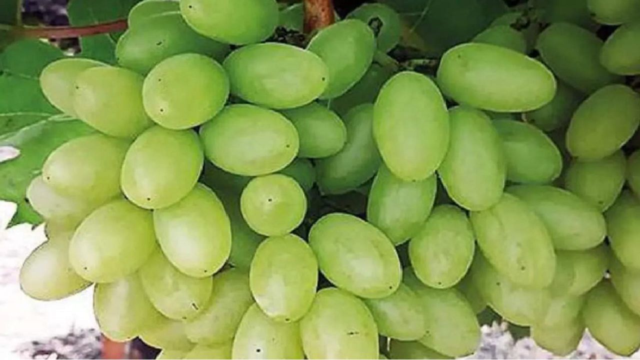 Grape : शेतकऱ्यांची मंदीत संधी, संकटावर मात करुन अखेर द्राक्षांची निर्यात