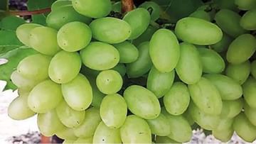 Grape Export : सांगलीतून 8 हजार टन द्राक्षाची निर्यात, हंगामाच्या अंतिम टप्प्यात शेतकऱ्यांच्या काय आहेत अपेक्षा?