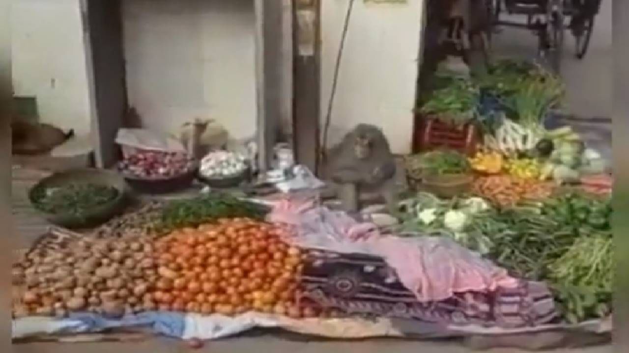 Video : भाजी विकणारा माकड पाहून नेटकरी म्हणाले भावासोबत सौदेबाजीचा त्रास कोण घेईल...