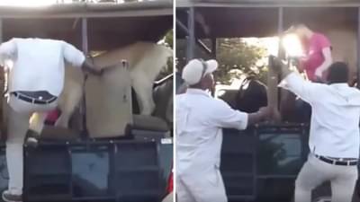 Video : जंगल सफारीवेळी गाडीत घुसला सिंह, पुढे काय घडलं तुम्हीच पाहा!