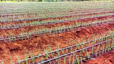 Onion : ठिबक सिंचनातूनच बहरेल उन्हाळी कांदा, काय आहेत फायदे?