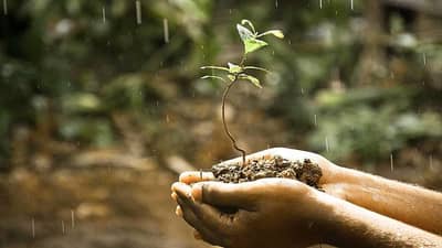 पाऊस पडल्यावर मातीतून सुगंध का येतो, त्यामागील नेमके कारण काय?