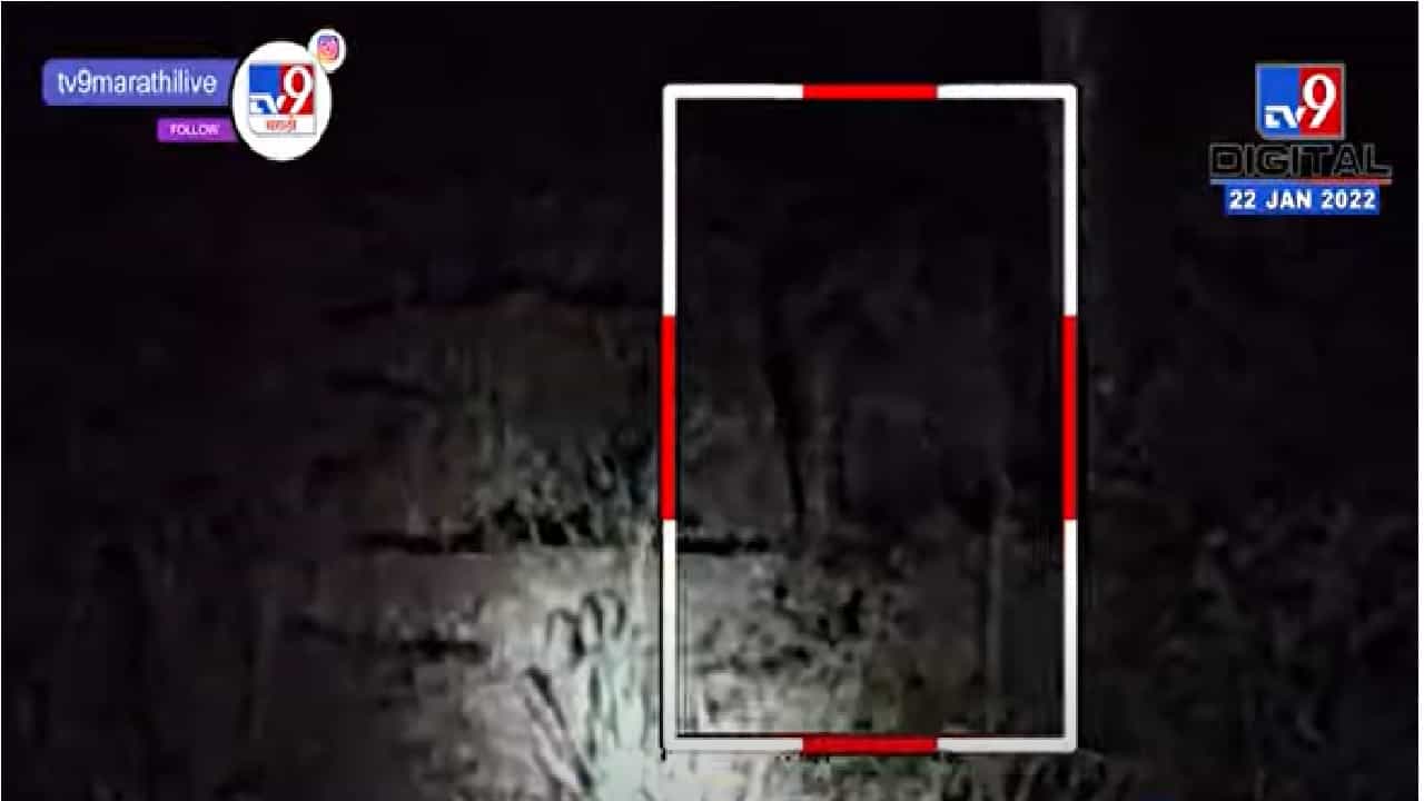 Video | नाशिकमध्ये हल्ला करण्याच्या तयारीत असणाऱ्या बिबट्याला शेतकऱ्याने लावले पळवून