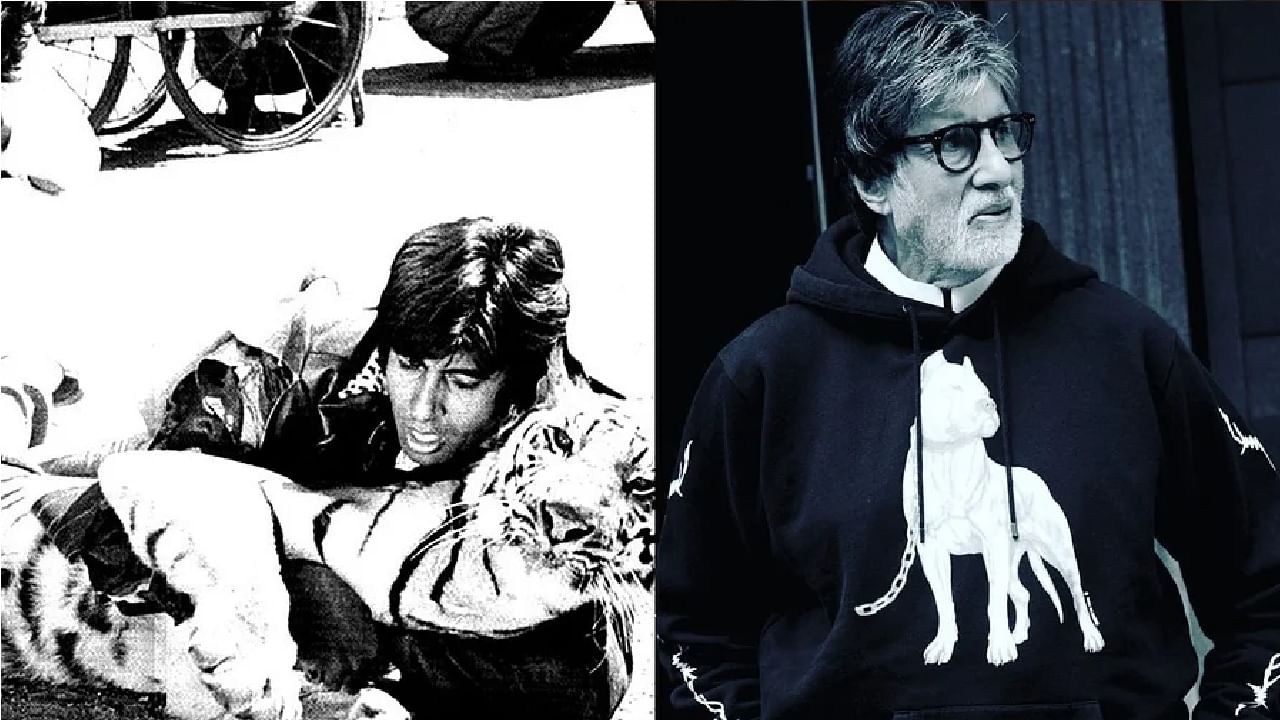 45 Years Of Khoon Pasina : मांडीवर वाघ अन् मनात आठवणींचा खजिना, अमिताभ बच्चन यांनी शेअर केला 45 वर्ष जुना फोटो