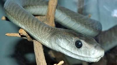 Video : बाप रे..! 14 फुटांच्या अजगरासह 100हून अधिक सापांनी घेरलं, काय झालं त्या व्यक्तीचं?