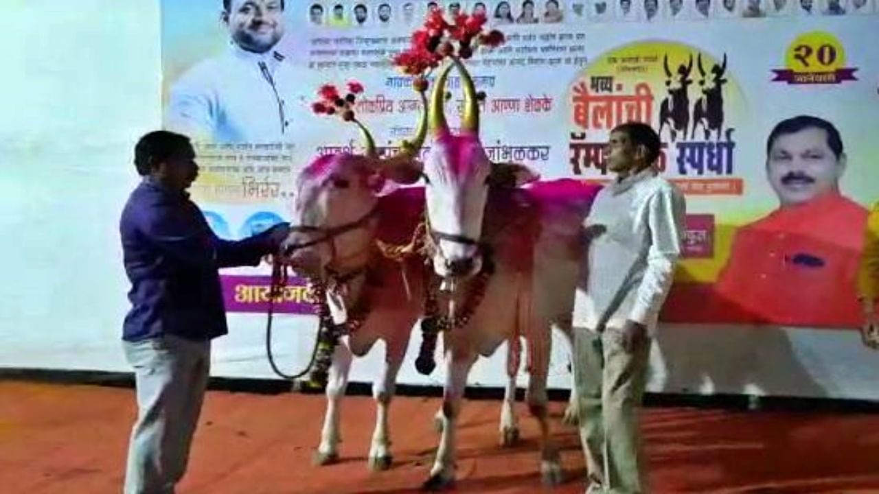Ramp Walk असाही! मावळात भरला बैलांचा भव्य रॅम्प वॉक; पाहा, कोण जिंकलं..? Ramp Walk असाही! मावळात भरला बैलांचा भव्य रॅम्प वॉक; पाहा, कोण जिंकलं..?