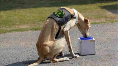 आर्मीतील श्वान फक्त गंधाने बॉम्बच नाही तर या अनेक गोष्टीसुद्धा चलाखीने शोधून काढतात, कशी असते स्पेशल ट्रेनिंग!!