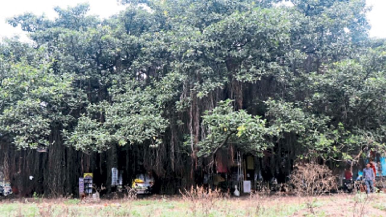 Nashik Trees | पर्यावरण मंत्र्यांच्या एका सूचनेमुळे 200 वर्षे पुरातन वटवृक्षासह 450 झाडे वाचणार, प्रकरण काय?