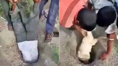 धोका पत्करत कसं काढलं शेळीच्या पिल्लाला खड्ड्यातून बाहेर? Video Viral