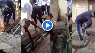 Video : खबरदार, मोबाइलला हात लावला तर! सोशल मीडियावर Viral होतायत ‘हे’ बेडूक!