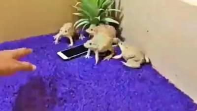 Video : खबरदार, मोबाइलला हात लावला तर! सोशल मीडियावर Viral होतायत हे बेडूक!