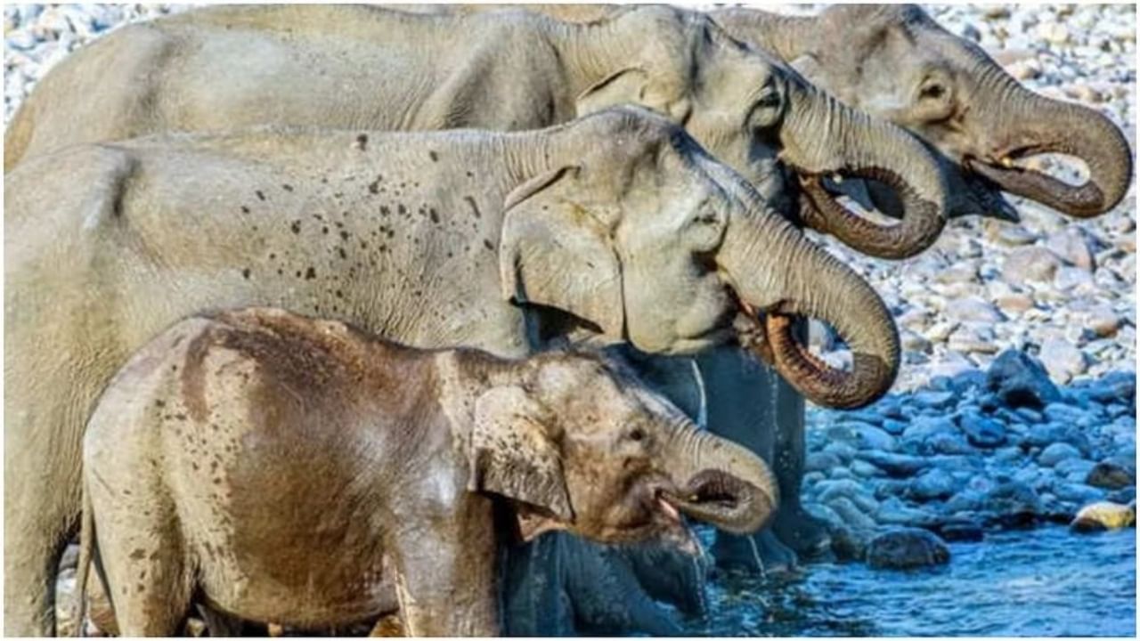 Video : ओळखा पाहू हत्ती किती? Viral फोटो पाहून गोंधळात पडले यूझर्स