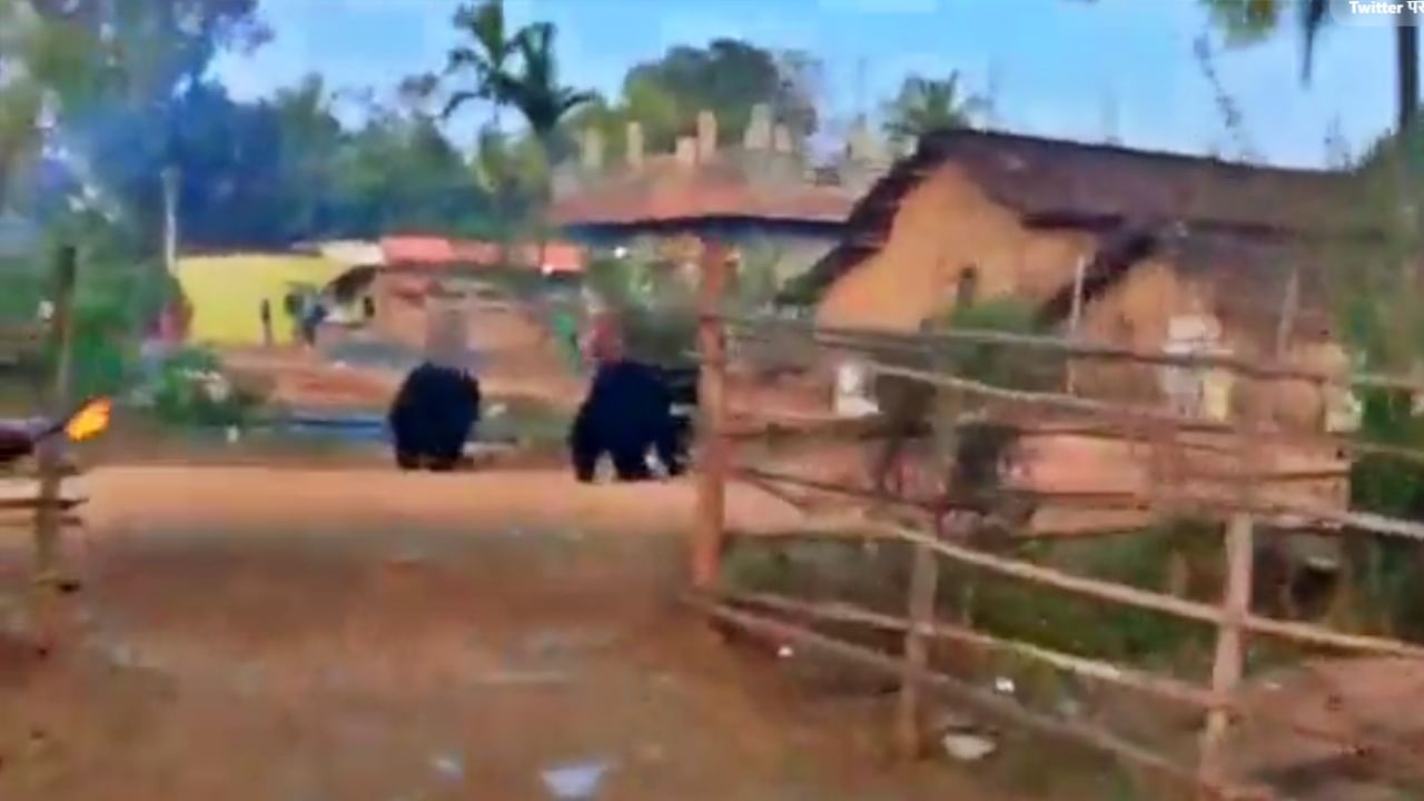 Bear Viral Video : गावात घुसले दोन अस्वल, गावकऱ्यांची पळापळ; मशाल घेऊन पिटाळून लावलं