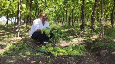 राजकीय सूडबुद्धीतून द्राक्ष बागेचे 15 लाखाचे नुकसान, वैराग नगरपंचायत निवडणुकीनंतर फटका