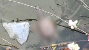 धक्कादायक! गौरीपाडा तलावाच्या काठावर एकाच वेळी अनेक कासवांचा मृत्यू, नागरिकांमध्ये खळबळ