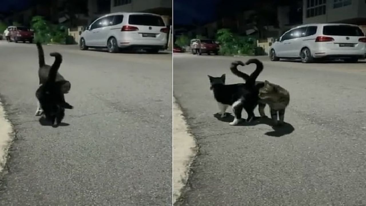 Love is in the air : दोन मांजरींचा हा मजेदार Video सोशल मीडियावर होतोय Viral