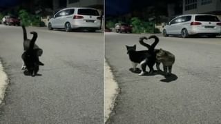 Rat and Snake fight : पिल्लाला वाचवण्यासाठी उंदरानं घेतला सापालाच चावा, Video Viral