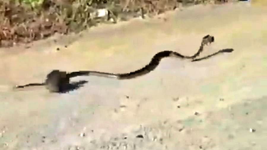 Rat and Snake fight : पिल्लाला वाचवण्यासाठी उंदरानं घेतला सापालाच चावा, Video Viral