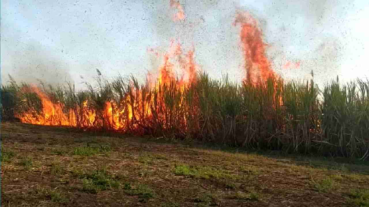 शॉर्टसर्किटमुळे बीडमधील शेतकऱ्यांचा ऊस जळून खाक, दहा लाखांचे नुकसान