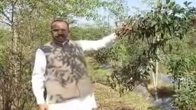 पारंपरिक धानशेतीला फाटा देत 13 एकरात शंभरावर नगदी पिकांचे घेतले उत्पादन, गोंदिया जिल्ह्यातील प्रयोग