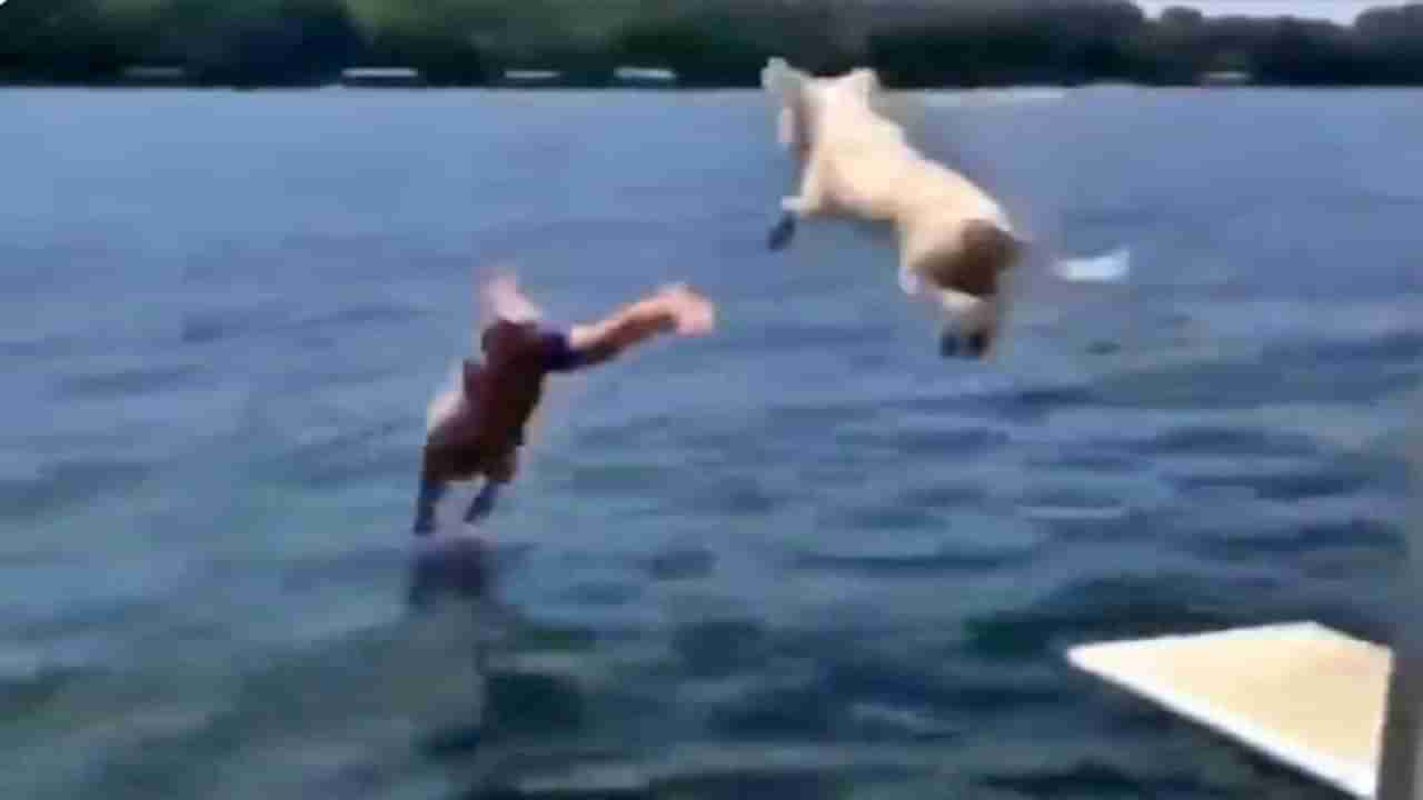...अन् मालकासोबत कुत्र्यानंही मारली पाण्यात उडी, 4 लाखांहून अधिक वेळा पाहिला गेलाय हा Video