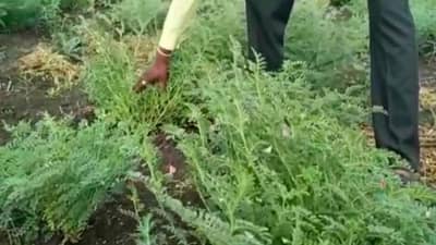 Rabi Season : खरिपापाठोपाठ रब्बीचेही स्वप्न भंगले, शेतकऱ्याने हरभरा पीकच उपटून बांधावर फेकले