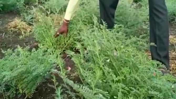 Rabi Season : खरिपापाठोपाठ रब्बीचेही स्वप्न भंगले, शेतकऱ्याने हरभरा पीकच उपटून बांधावर फेकले