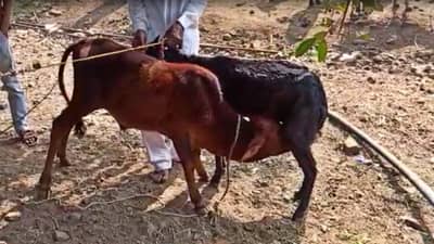 Video : नात्यागोत्यांच्या पलिकडचा लळा, हिंगोलीत गाईच्या वासराला चक्क शेळीचा पान्हा!