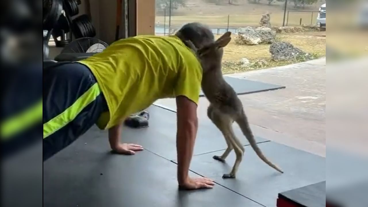 Kangaroo बनला पर्सनल ट्रेनर, पुश-अपला करतोय सपोर्ट, Video Viral