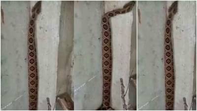 Russells Viper : शेपटीच्या सहाय्यानं कसा भिंतीवर चढाई करतोय घोणस! ओळखा आणि सावध व्हा