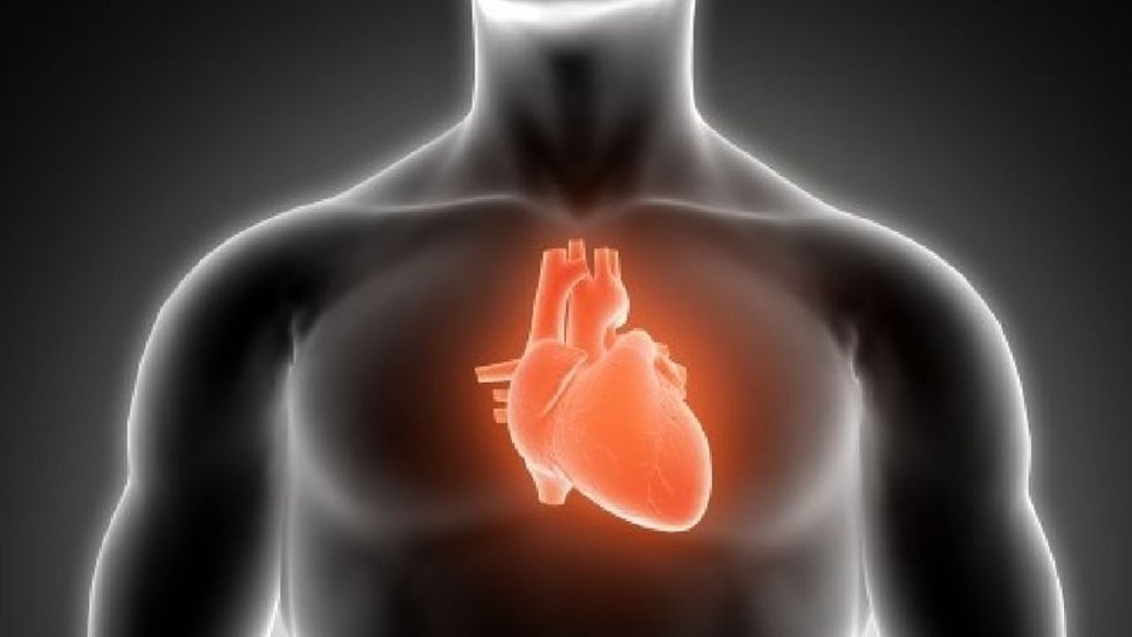 मानवाचे हृदय कधीच थकत का नाही ? कधी असा विचार कधी केला आहे का?  याचे उत्तर जाणून घेण्याआधी एक गोष्ट आपल्याला समजून घेणे गरजेचे आहे की, हृदय (Heart) किती काम करते?  वेब एमडी यांच्या रिपोर्ट नुसार मानवी हृदय नियमितपणे 2000 गॅलेन  रक्ताचे पंपिंग (blood pumping) करते तसेच एका सामान्य व्यक्तीचे हृदय एका दिवसात 1 लाख वेळा धडधड करत असते. आता आपण जाणून घेऊया आपले हृदय एवढे काम केल्यानंतर सुद्धा थकत (tire) का नाही?