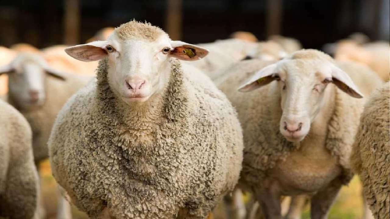 या मेंढीचे वैशिष्ट म्हणजे ही मेंढी दिसण्यास अत्यंत रुबाबदार अशी आहे, या मेंढीच्या मांसाला विशिष्ट चव आणि स्वाद असतो. मांसासाठी या मेढीला मोठी मागणी असते. त्यामुळे शेतकऱ्यांना चांगला भाव मिळतो. 