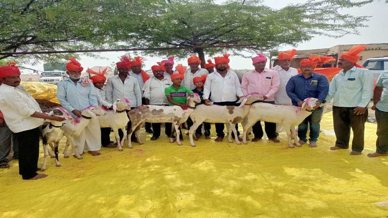 एका साध्या मेंढीची किमतही लाखो रुपये असू शकते याचा कोणी विचारही केला नसेल, मात्र सांगलीच्या माडग्याळ बाजारात सहा मेंढ्यांची विक्री तब्बल 14 लाखांना झाली आहे. म्हणजेच एका मेंढीला सरासरी सव्वादोन लाखांहून अधिक दर मिळाला आहे.