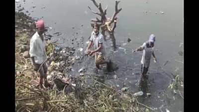 Kalyan Tortoise : पोस्टमार्टम रिपोर्टनंतरच कासवांच्या मृत्यूचे कारण स्पष्ट होईल, मुख्य वनरक्षकांची माहिती