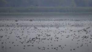 Nagpur bird | तलावातील प्लास्टिक पक्ष्यांच्या जीवावर, नागपुरातील पक्ष्यांना नेमका धोका काय?