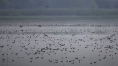 Nagpur bird | तलावातील प्लास्टिक पक्ष्यांच्या जीवावर, नागपुरातील पक्ष्यांना नेमका धोका काय?