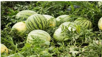 नगदी पिकांना कोरोनाचा फटका, व्यापाऱ्यांनी पाठ फिरवल्याने कलिंगड वावरातच