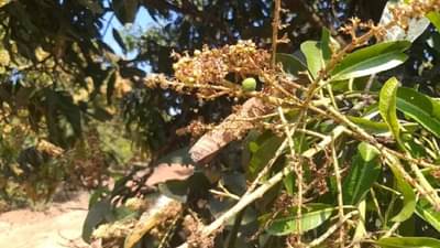 Untimely Rain: अवकाळीची अवकृपा सुरुच, आता थेट उत्पादनावर परिणाम