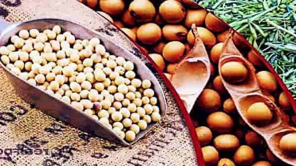 Budget 2022 : नैसर्गिक आणि जैविक शेतीसंदर्भात अर्थसंकल्पात मोठ्या घोषणेची शक्यता, नरेंद्र मोदींचेही केमिकल फ्री शेतीचं आवाहन