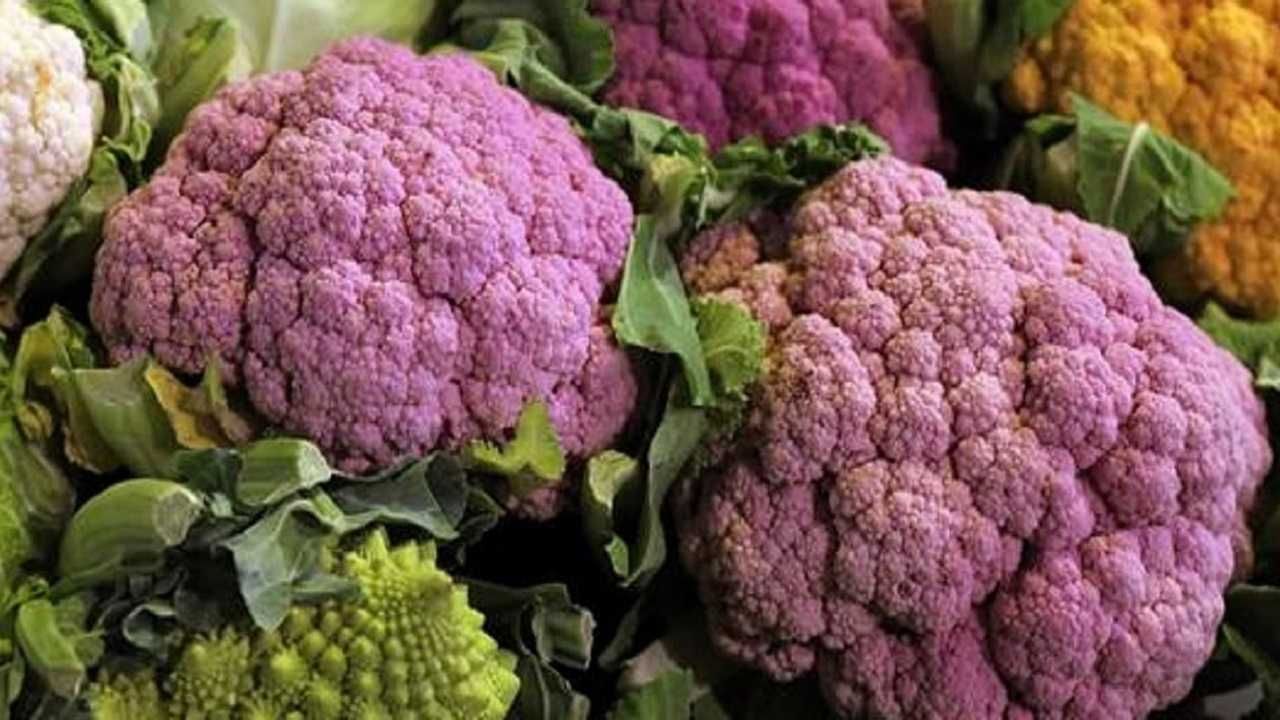Cabbage : केशरी रंगाचा कोबी ; 10 हजाराचा खर्च अन् 80 हजाराचे उत्पादन, उत्पन्न वाढीचा उत्तम मार्ग