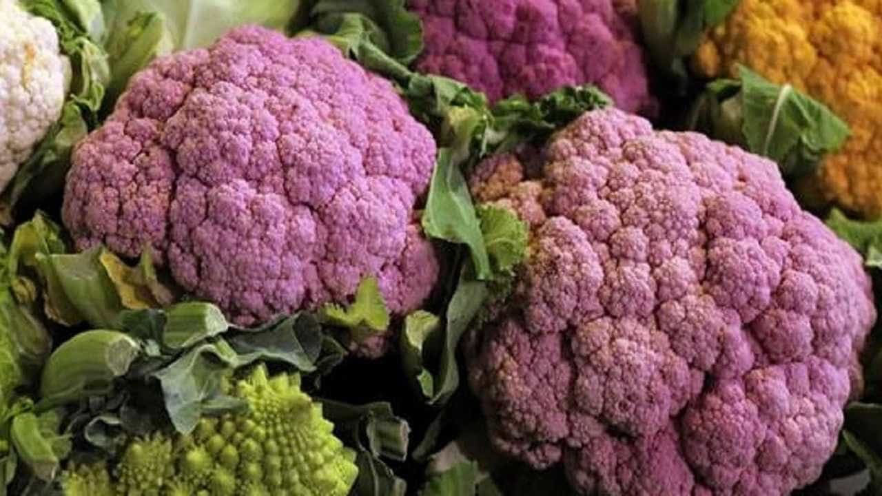 Cabbage : केशरी रंगाचा कोबी ; 10 हजाराचा खर्च अन् 80 हजाराचे उत्पादन, उत्पन्न वाढीचा उत्तम मार्ग