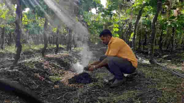 दुहेरी संकट : वाढत्या थंडीने द्राक्षांची फुगवण थांबली अन् तडकण्याचा धोकाही वाढला